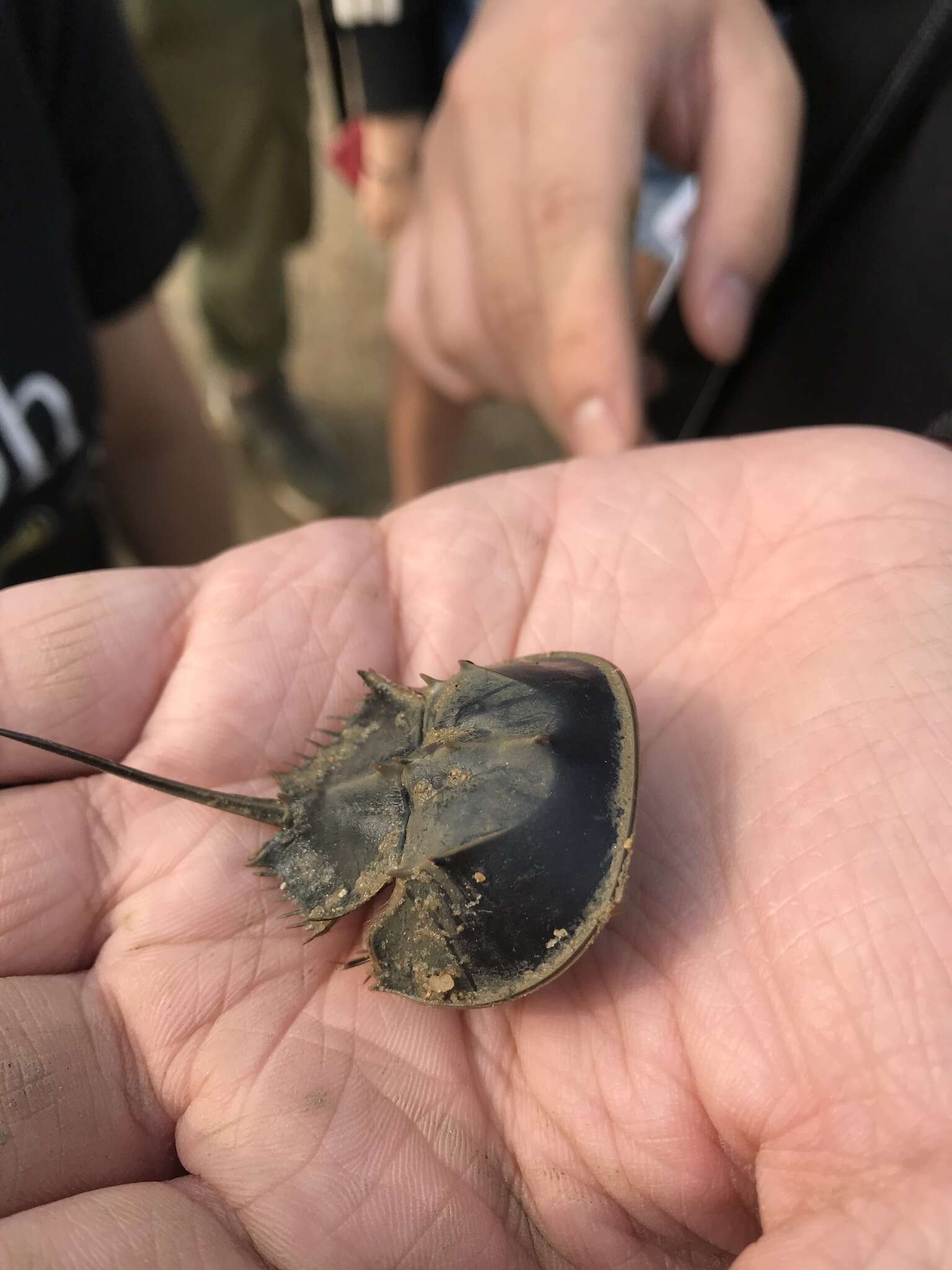 Image of Horseshoe Crab