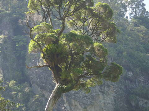 Image of Northern rātā