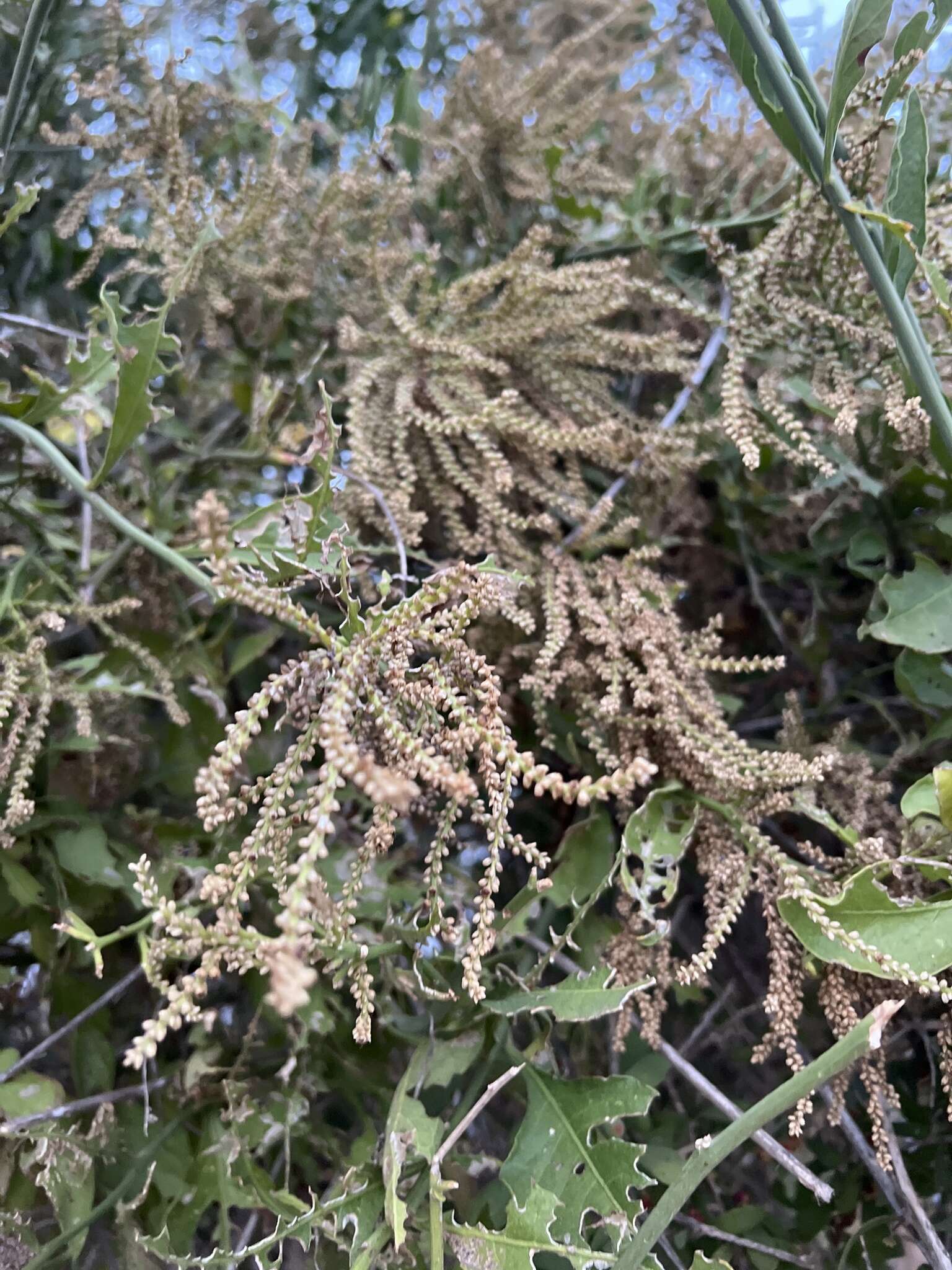 Image of Celosia floribunda A. Gray