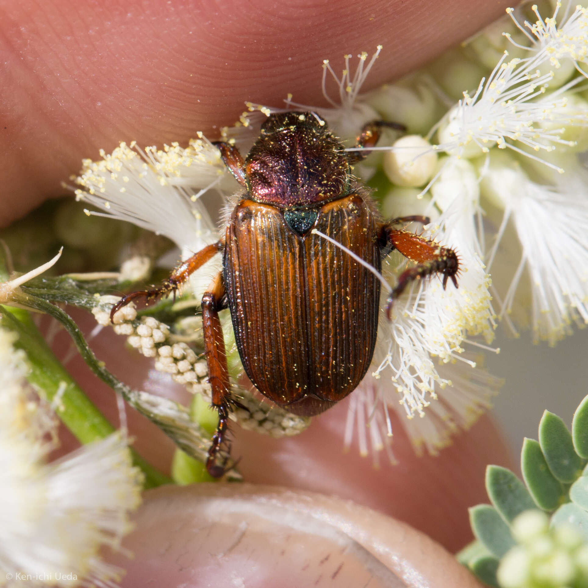 Image of Strigoderma pimalis Casey 1884