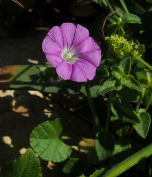 Image of Convolvulus coelesyriacus Boiss.