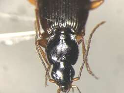 Sivun Agonum (Europhilus) retractum Le Conte 1846 kuva