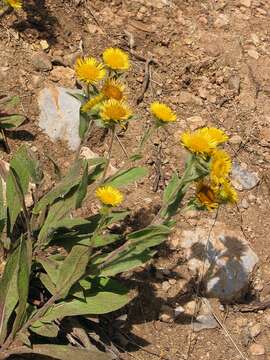 صورة Pentanema helenioides (DC.) D. Gut. Larr., Santos-Vicente, Anderb., E. Rico & M. M. Mart. Ort.