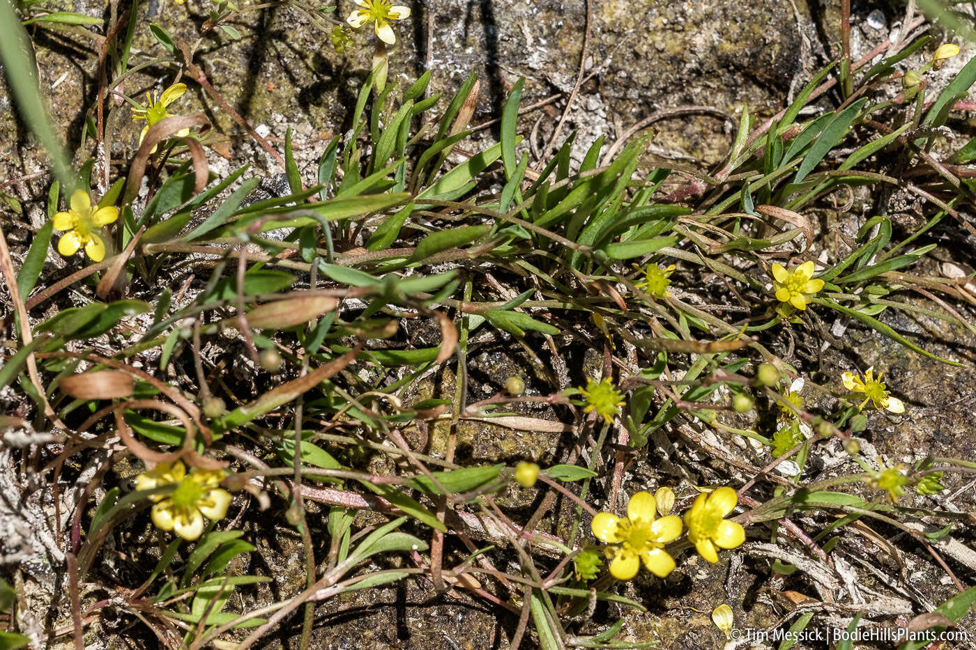 Image of Lesser Spearwort