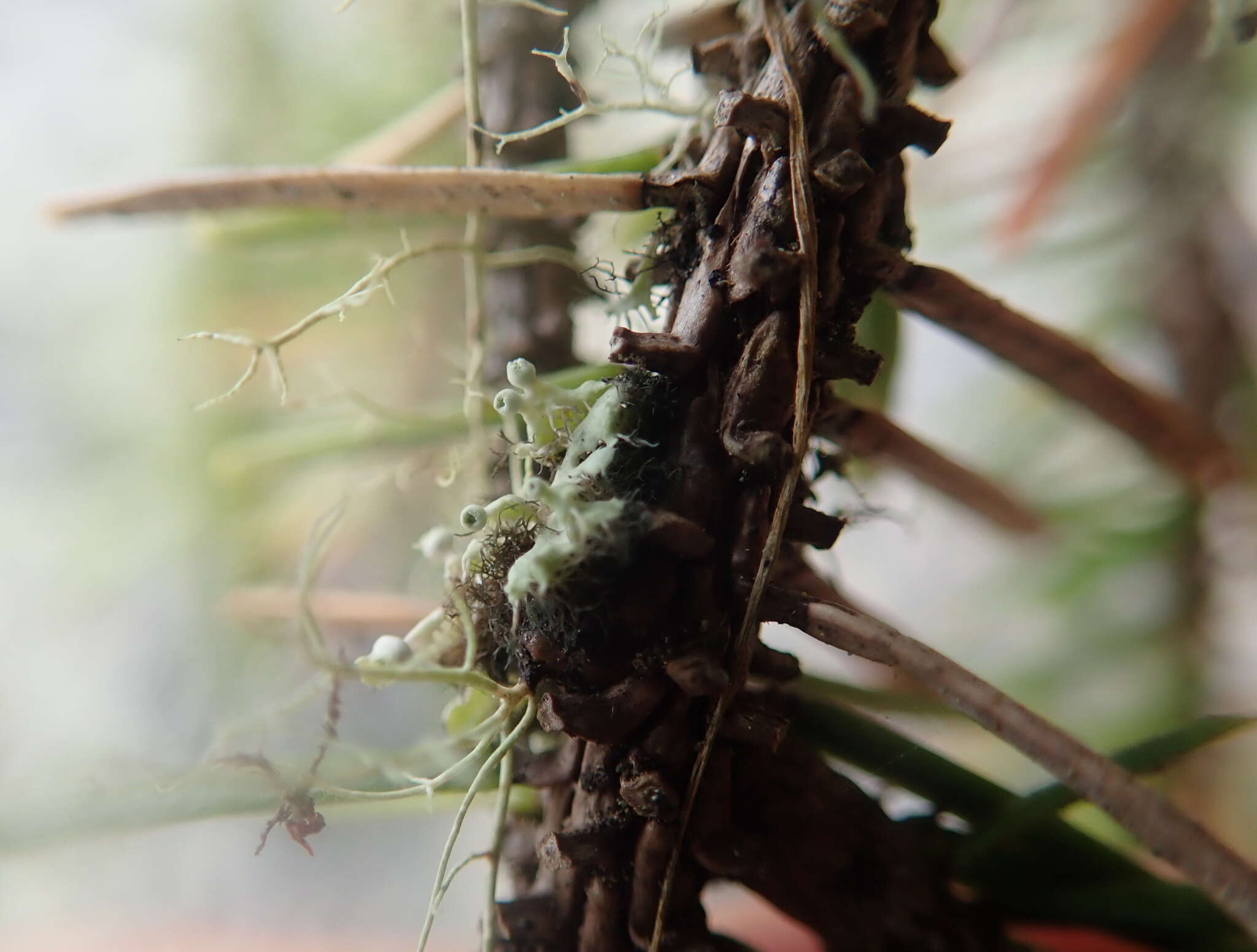 Image of Sitka shield lichen