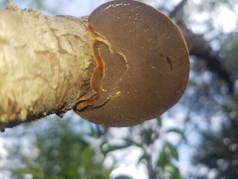 Plancia ëd Phellinus pomaceoides L. W. Zhou & Y. C. Dai 2016