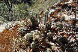 صورة Echinocereus rischeri