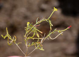 Image of Lewis River suncup