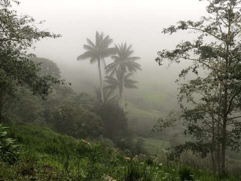 Image of Wax palm