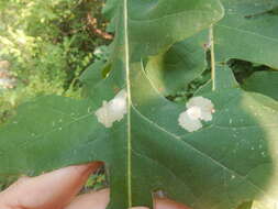 Image of Oak Blotch Miner