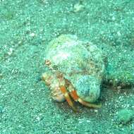 Image of Banded eyestalk hermit crab