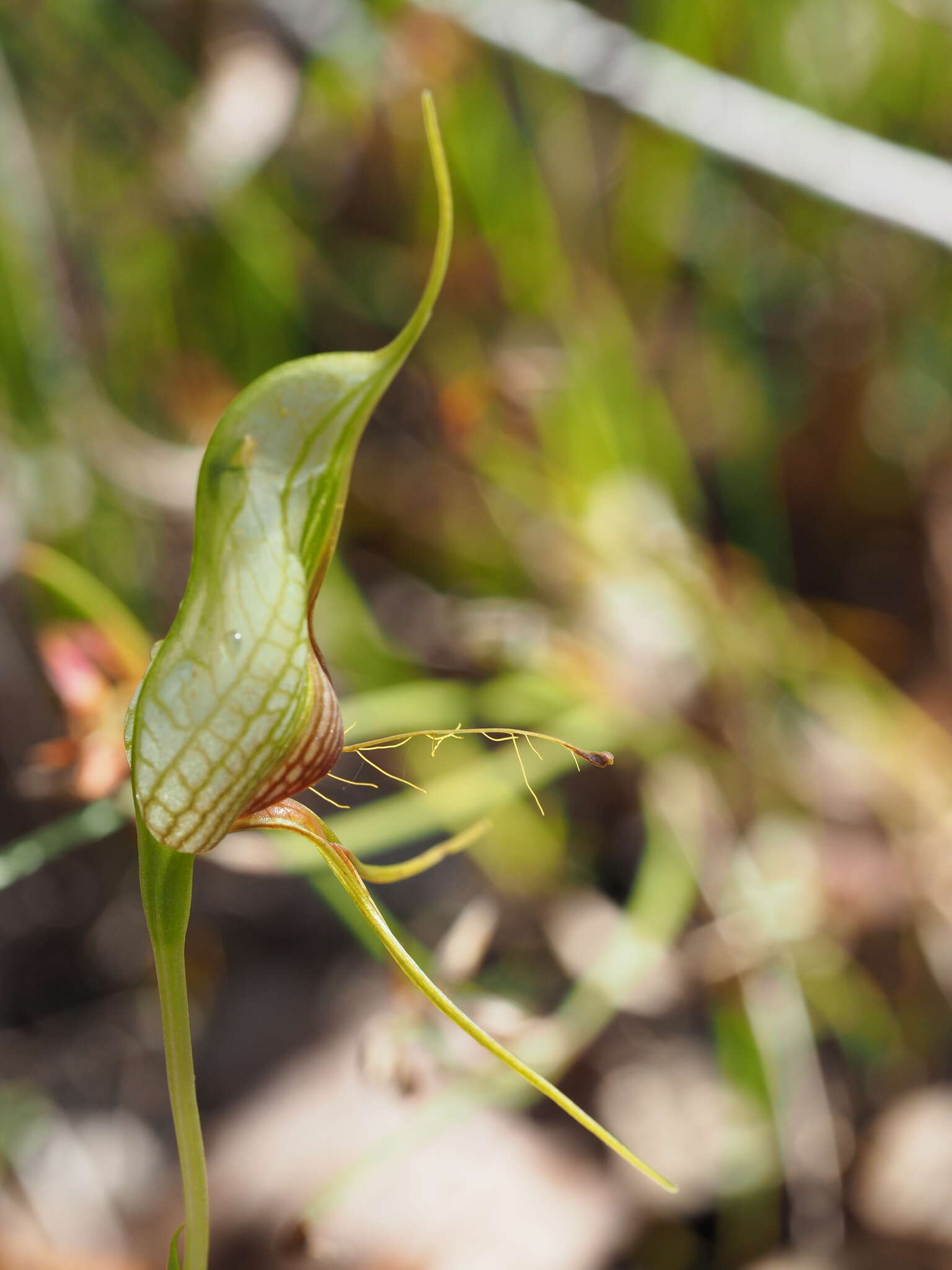 Image of Bird orchid