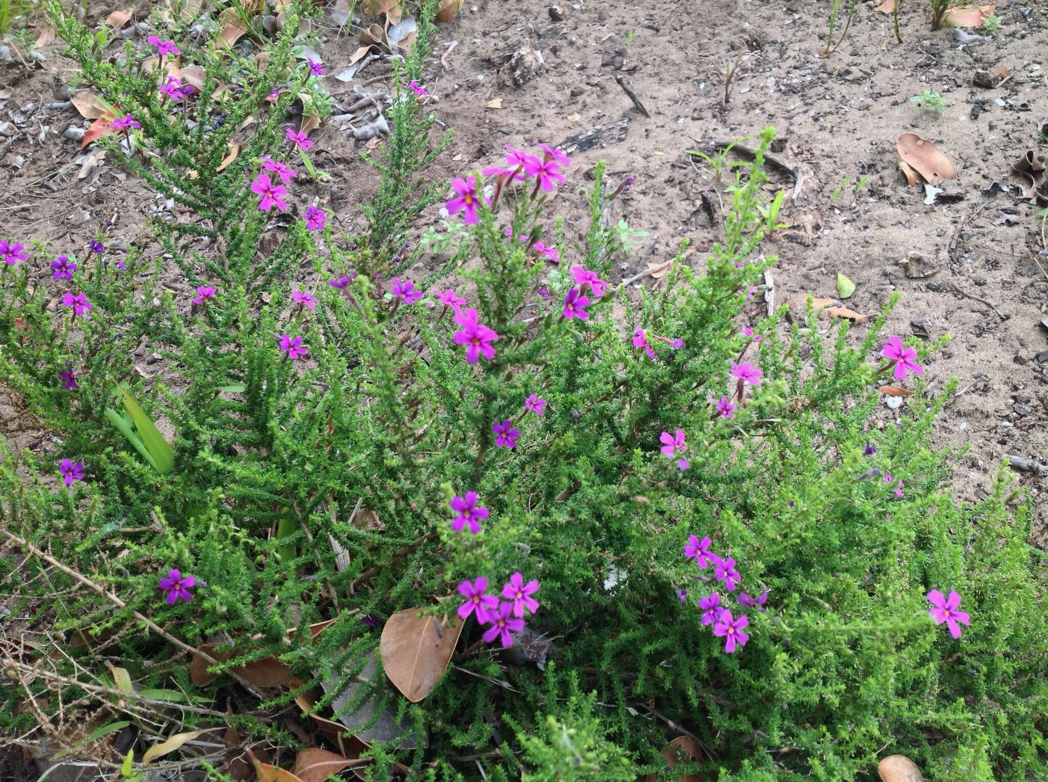 Image de Jamesbrittenia microphylla (L. fil.) O. M. Hilliard