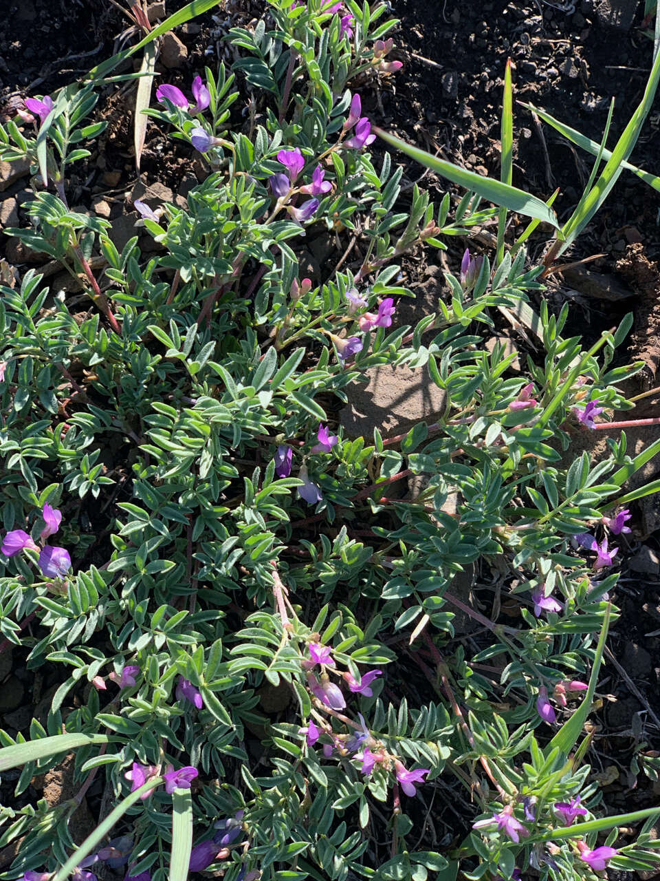 Plancia ëd Astragalus vexilliflexus Sheldon