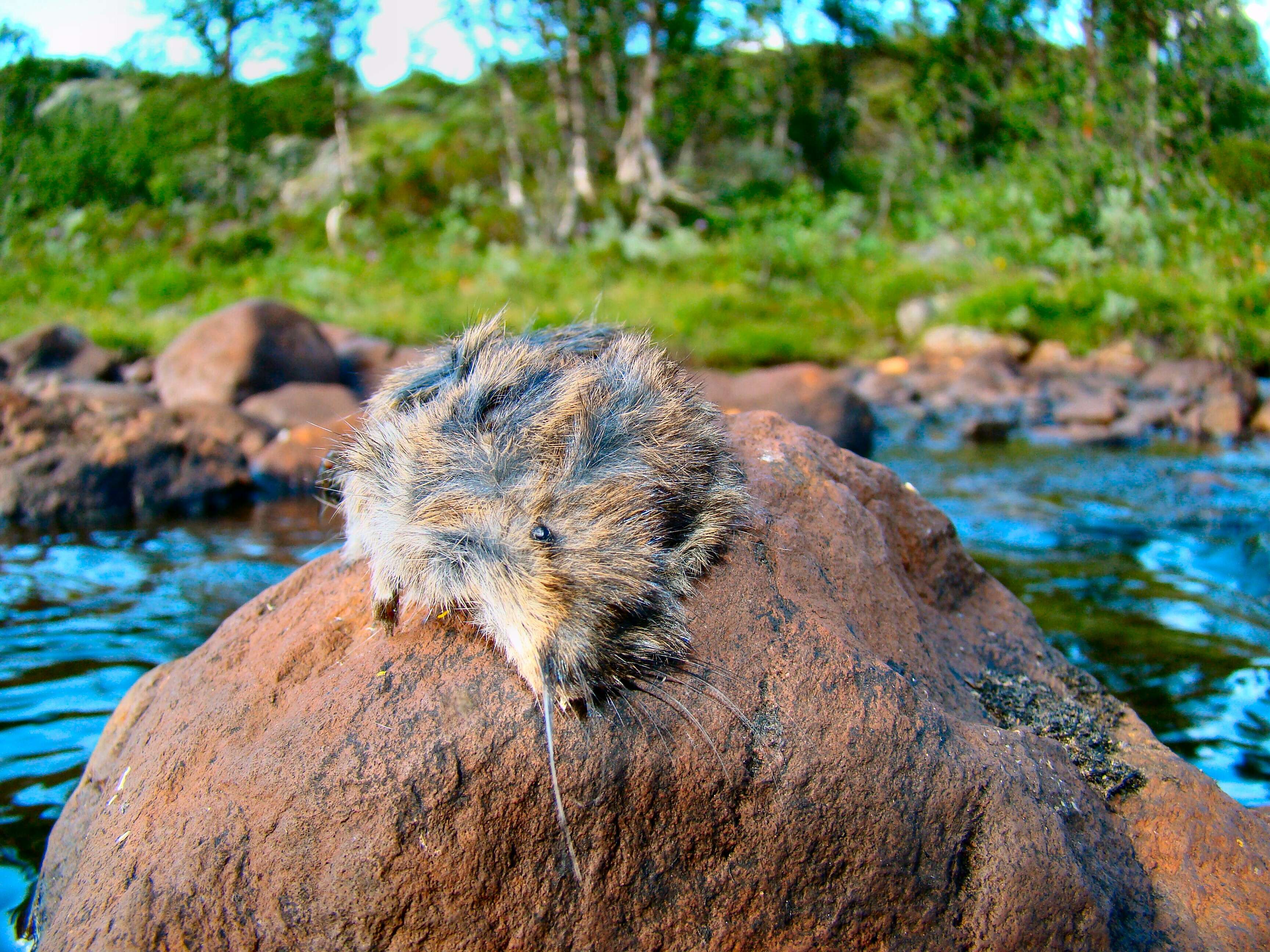 Image of Norway Lemming