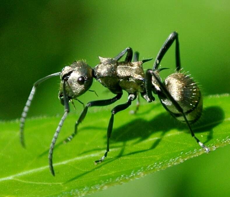 Image de Polyrhachis cupreata Emery 1895