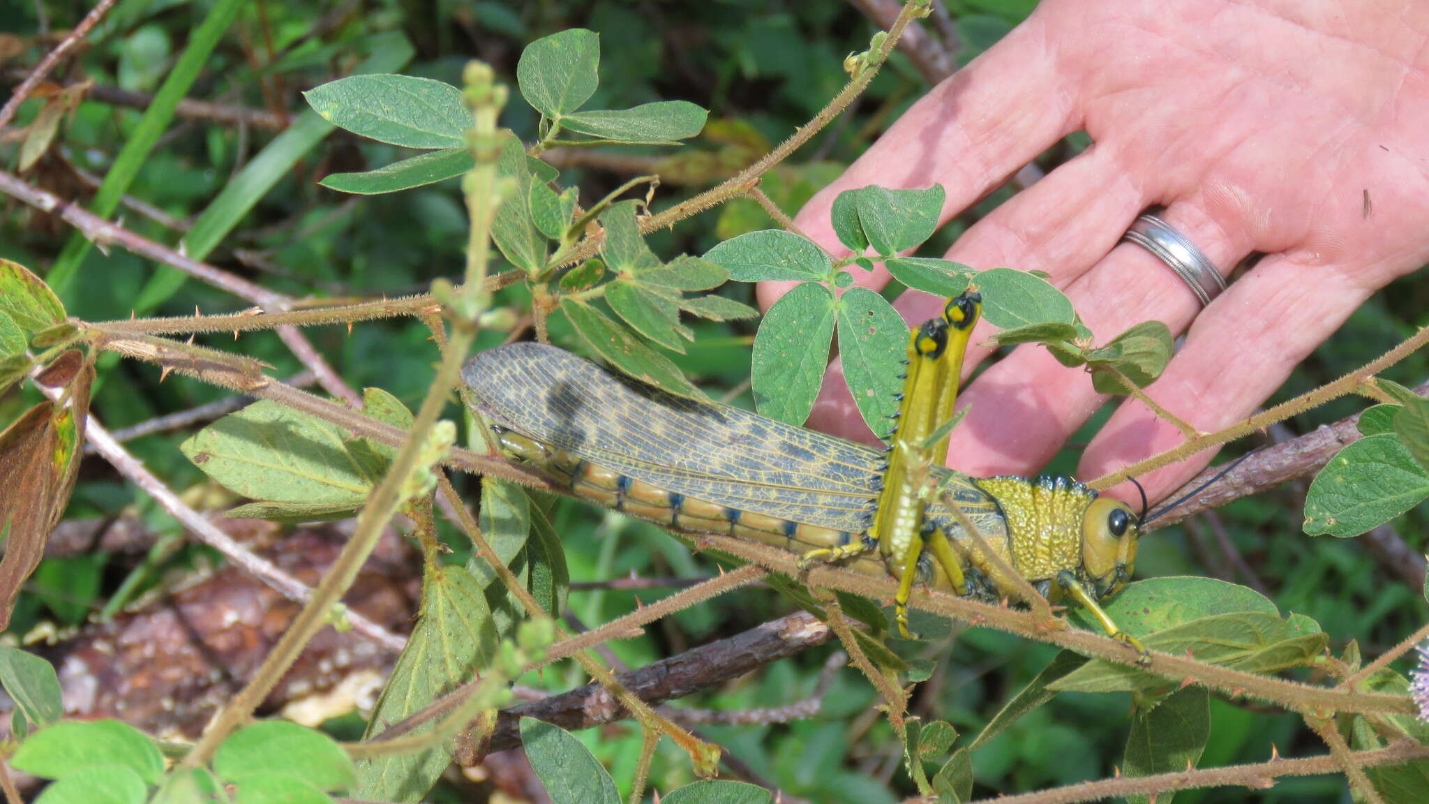 Image of Tropidacris cristata dux (Drury 1770)