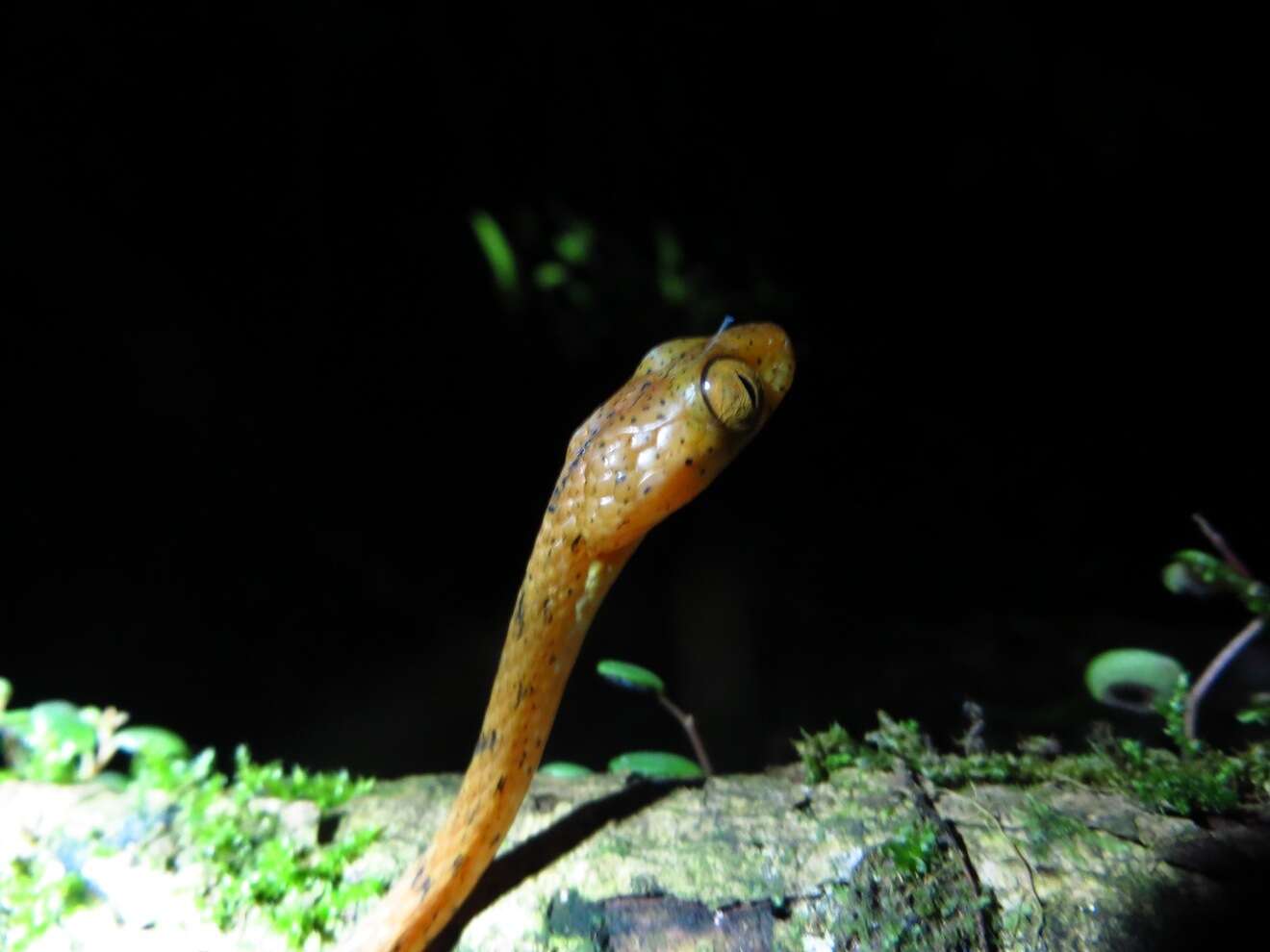 Image of Western Tree Snake