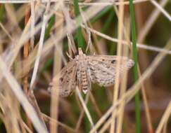 Image of Watermilfoil Leafcutter