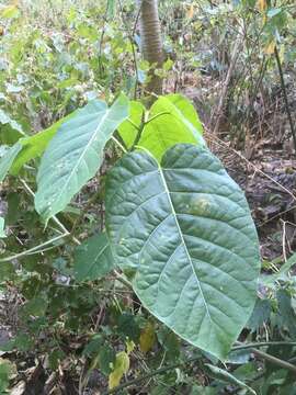 Image of Ficus membranacea Wright