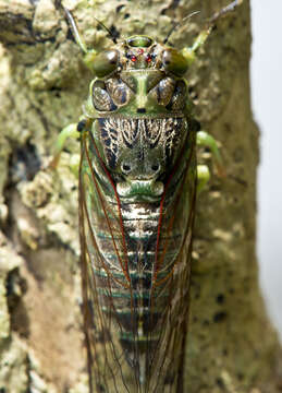 Image of chorus cicada