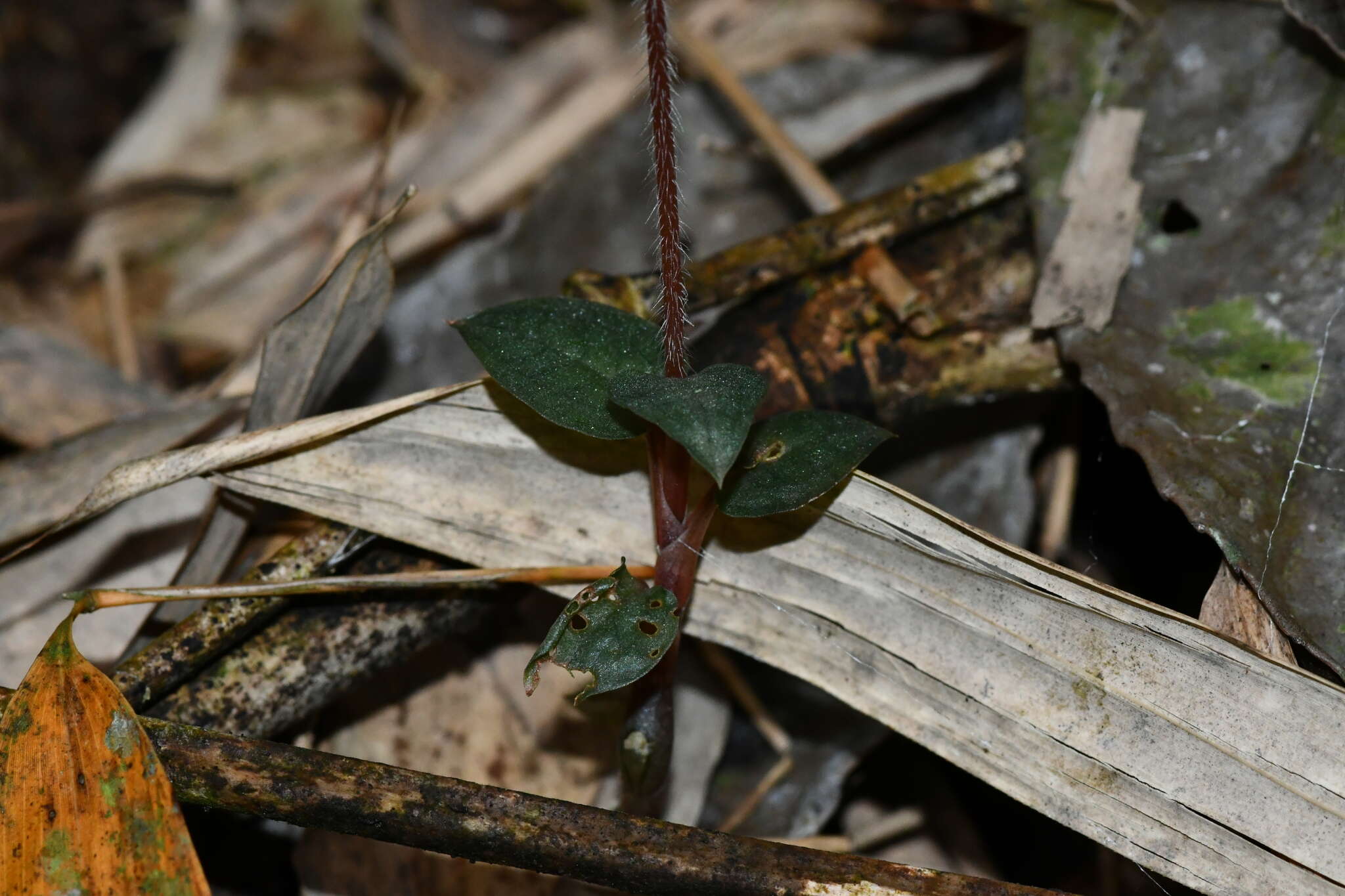 Image of Cheirostylis liukiuensis Masam.