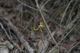 Image of Butterfly orchid