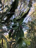 Image of Green-leaved wormbush