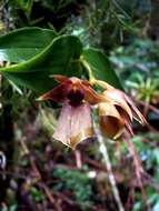 Image of Epidendrum cerinum Schltr.