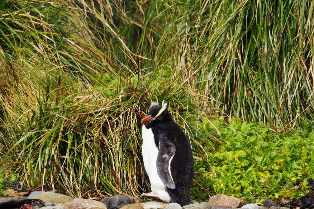 Image of erect-crested penguin