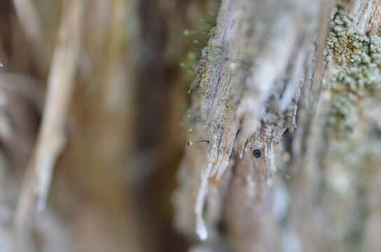 Image of needle lichen