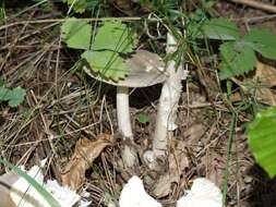 Image of Umber-zoned ringless amanita