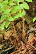 Image of Dryopteris crassirhizoma Nakai