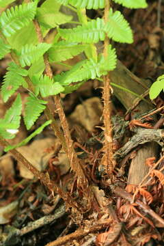 Image of Dryopteris crassirhizoma Nakai