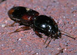 Clivina (Paraclivina) bipustulata (Fabricius 1798)的圖片