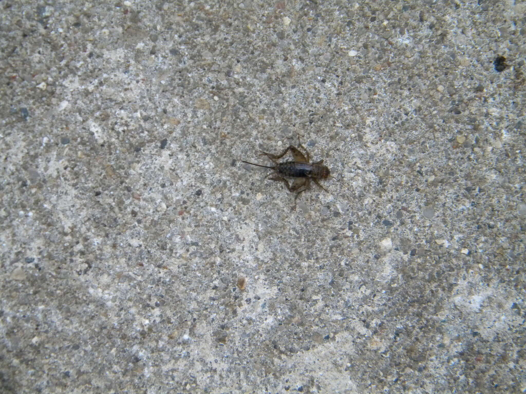 Image of Striped Ground Cricket