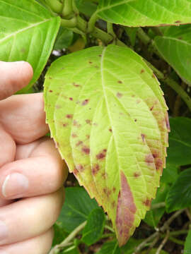 Image of Botrytis