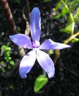 Image of Caladenia sericea Lindl.