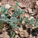 Image of Paradox milkvetch