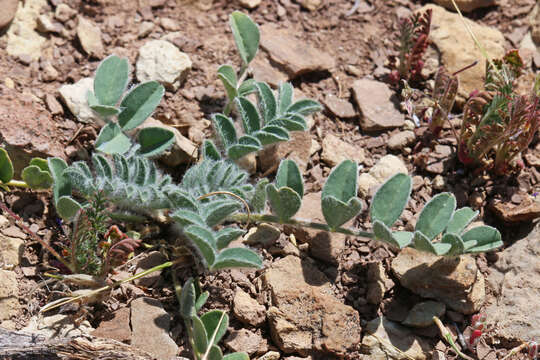 Image of Paradox milkvetch