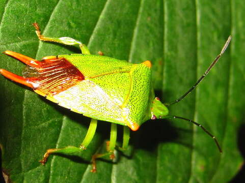 Image of Acanthosoma labiduroides Jakovlev 1880