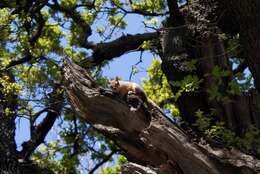 صورة Sciurus subgen. Tenes Thomas 1909