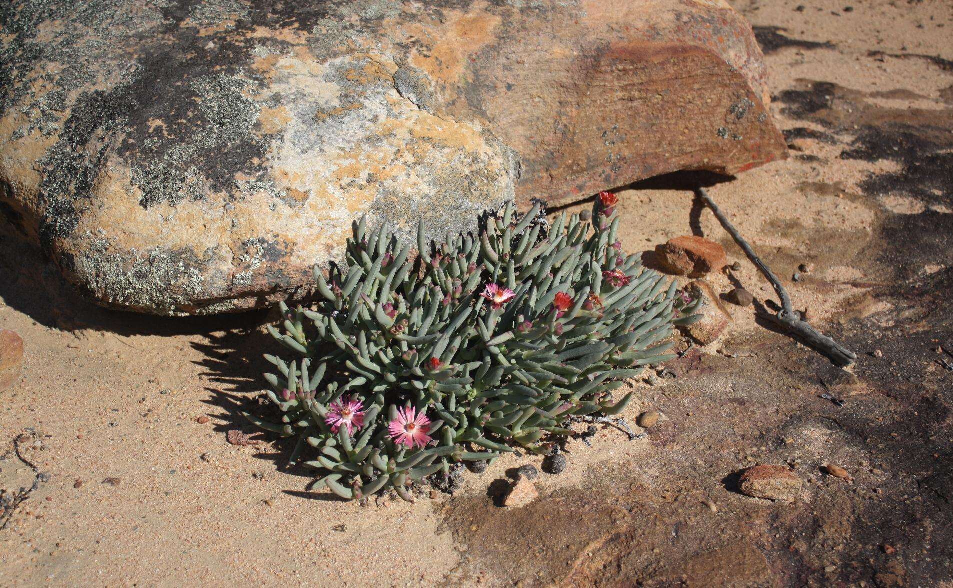 Image of Ruschia dichroa (Rolfe) L. Bol.