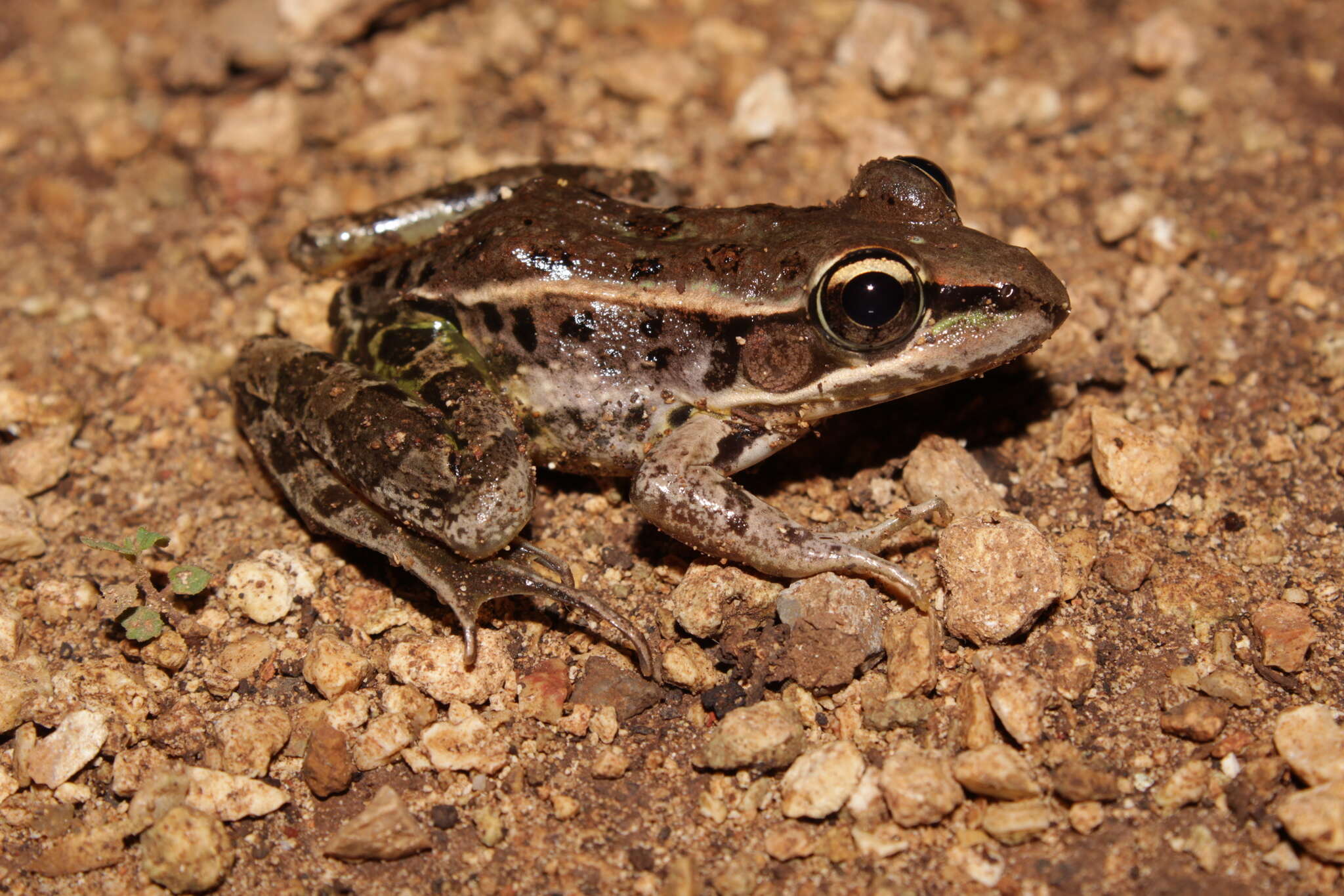 Image of Lithobates brownorum (Sanders 1973)