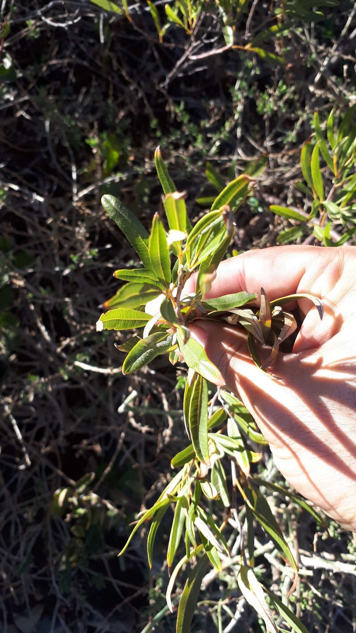 Слика од Searsia angustifolia (L.) F. A. Barkley