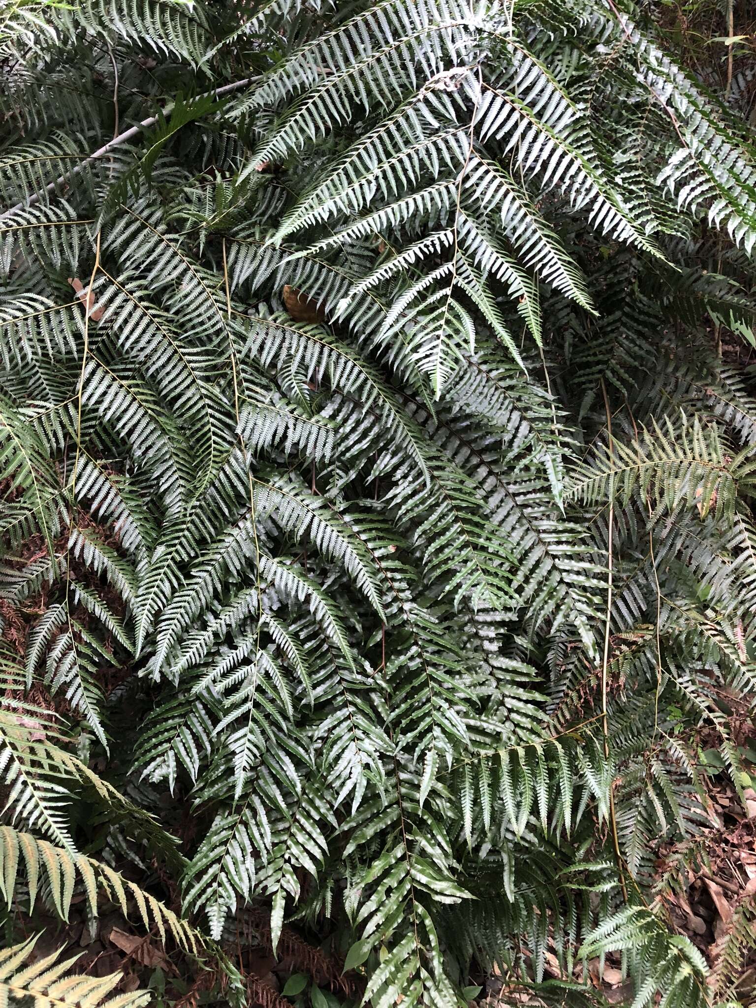 Image of Chain Fern Rhizome