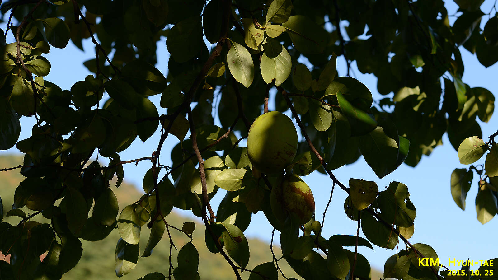 Image of Chinese-quince