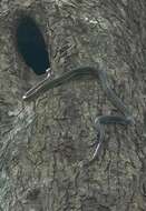 Image of Banded Flying Snake