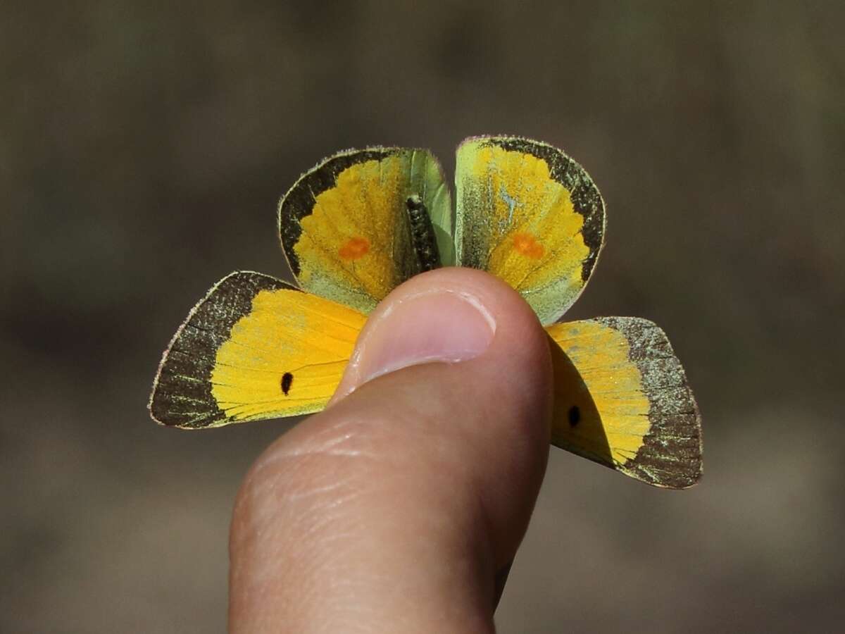 Image of Colias chrysotheme (Esper 1777)