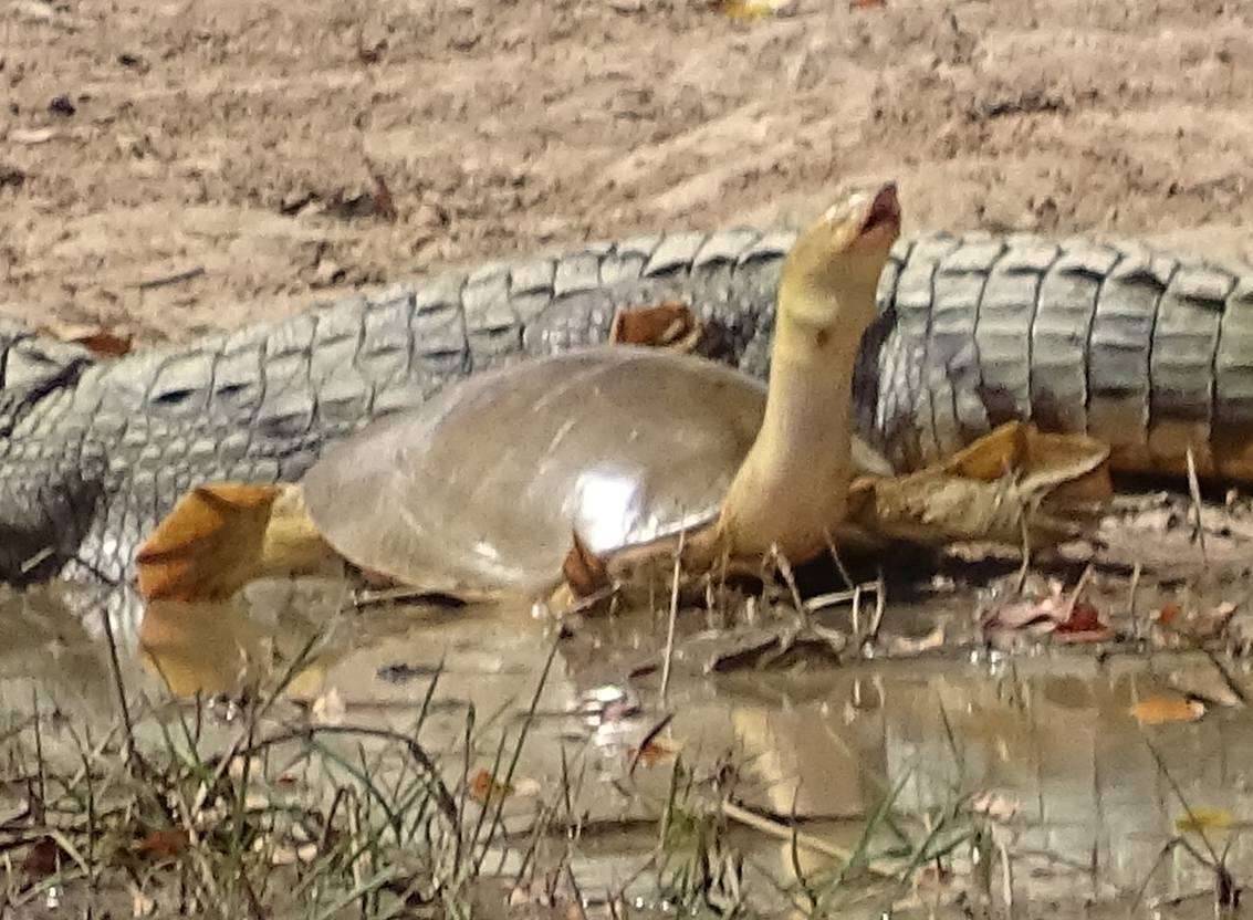 Image of Senegal Soft-shelled Turtle